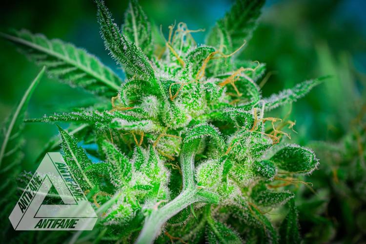 DIVINE SEEDS - Auto Black Opium. Week 12