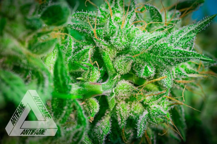 DIVINE SEEDS - Auto Black Opium. Week 12