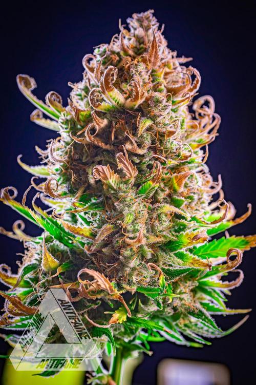 DIVINE SEEDS - Auto Black Opium. Week 12