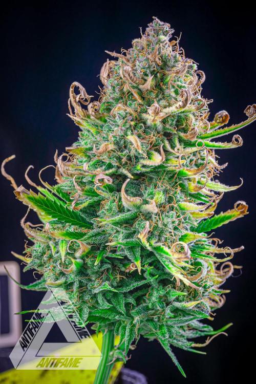 DIVINE SEEDS - Auto Black Opium. Week 12