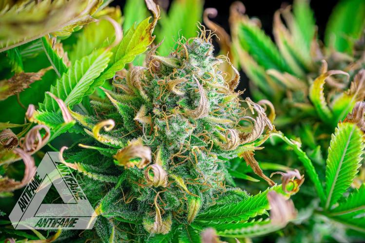 DIVINE SEEDS - Auto Black Opium. Week 12