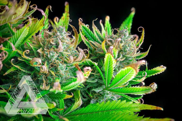 DIVINE SEEDS - Auto Black Opium. Week 12