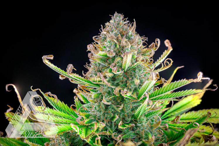 DIVINE SEEDS - Auto Black Opium. Week 12