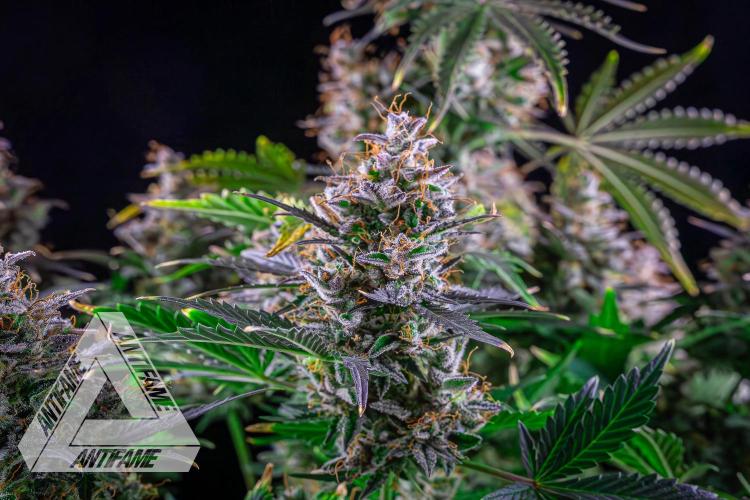 DIVINE SEEDS - Auto Northern Lights. Week 10