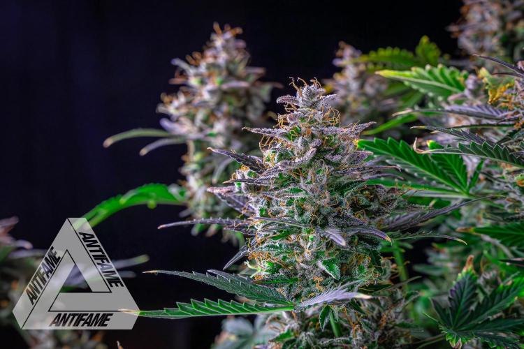 DIVINE SEEDS - Auto Northern Lights. Week 10