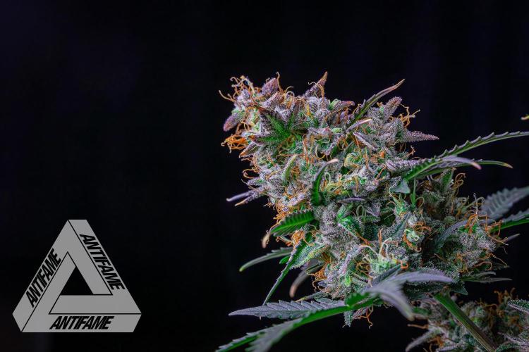 DIVINE SEEDS - Auto Northern Lights. Week 10