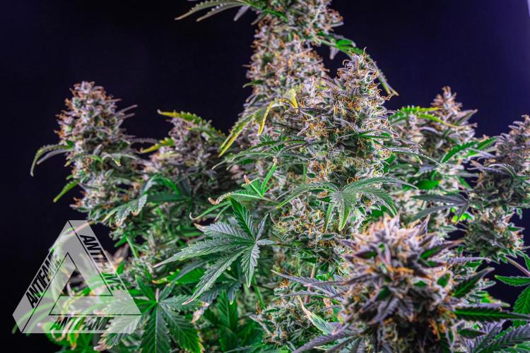 DIVINE SEEDS - Auto Northern Lights. Week 10