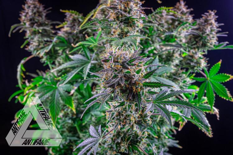 DIVINE SEEDS - Auto Northern Lights. Week 10