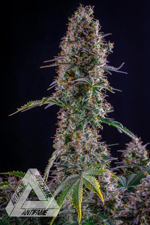 DIVINE SEEDS - Auto Northern Lights. Week 10