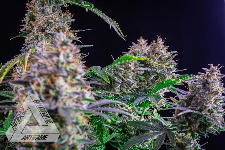 DIVINE SEEDS - Auto Northern Lights. Week 10