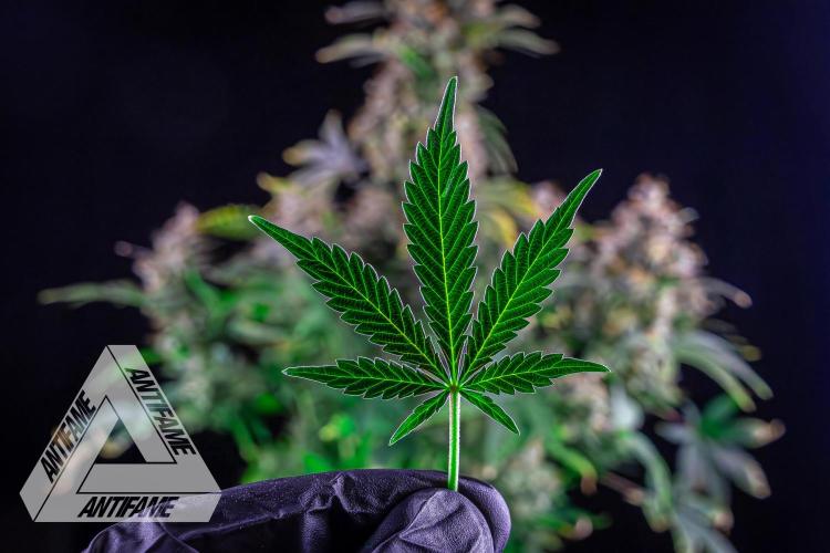 DIVINE SEEDS - Auto Northern Lights. Week 10