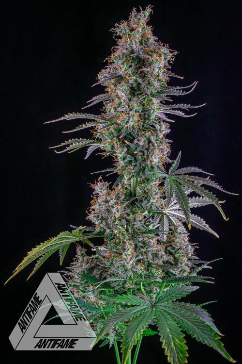 DIVINE SEEDS - Auto Northern Lights. Week 10