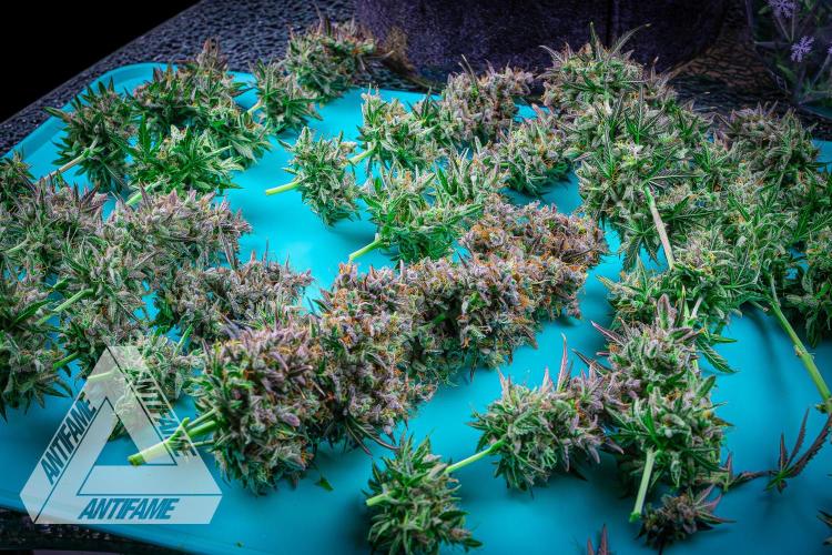 DIVINE SEEDS - Auto Northern Lights. Week 10