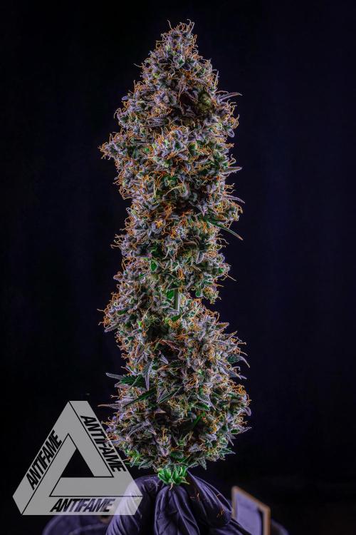 DIVINE SEEDS - Auto Northern Lights. Week 10