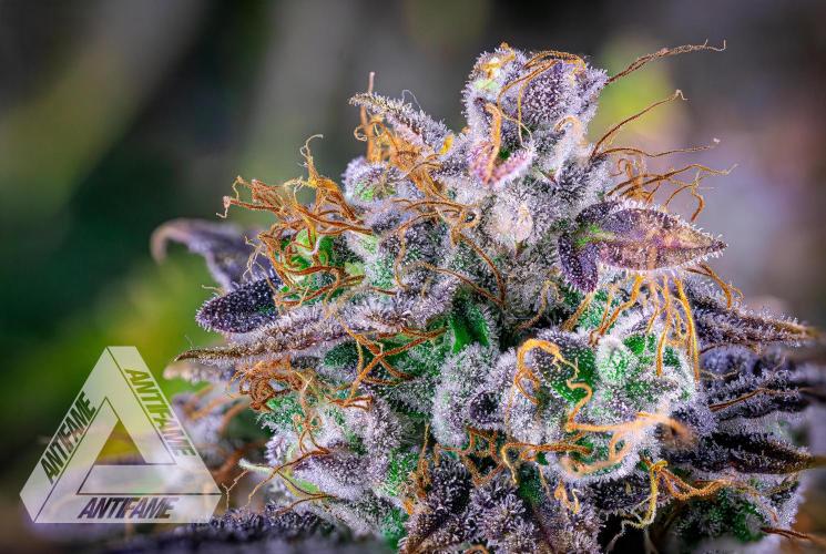 DIVINE SEEDS - Auto Northern Lights. Week 10