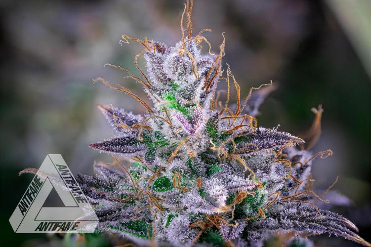 DIVINE SEEDS - Auto Northern Lights. Week 10