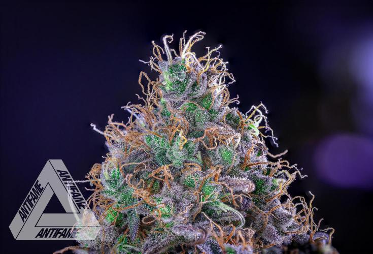 DIVINE SEEDS - Auto Northern Lights. Week 10