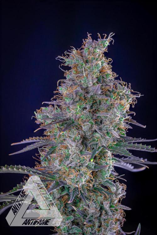 DIVINE SEEDS - Auto Northern Lights. Week 10