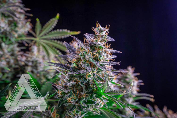 DIVINE SEEDS - Auto Northern Lights. Week 10