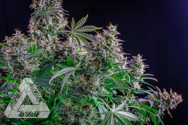 DIVINE SEEDS - Auto Northern Lights. Week 10