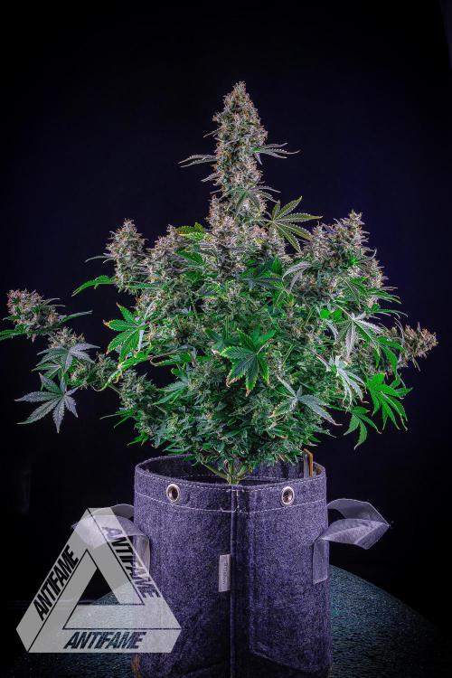 DIVINE SEEDS - Auto Northern Lights. Week 10