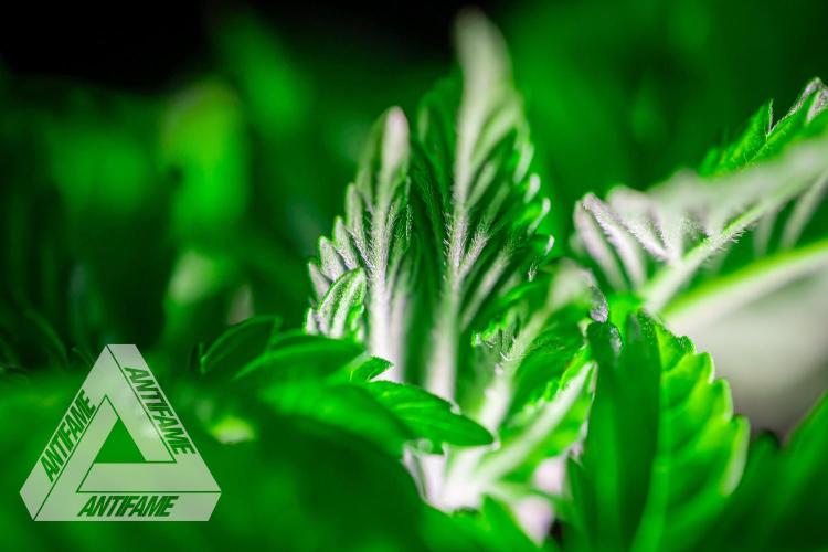 IZI SEEDS - Grandpa Zombie Genetics FemY. Week 3