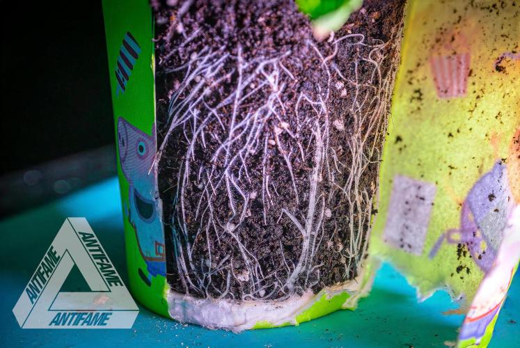 IZI SEEDS - Grandpa Zombie Genetics FemY. Week 3