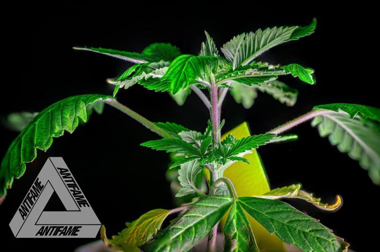 IZI SEEDS - Grandpa Zombie Genetics FemY. Week 3