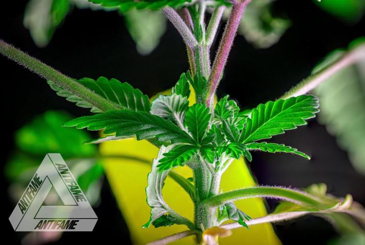 IZI SEEDS - Grandpa Zombie Genetics FemY. Week 3