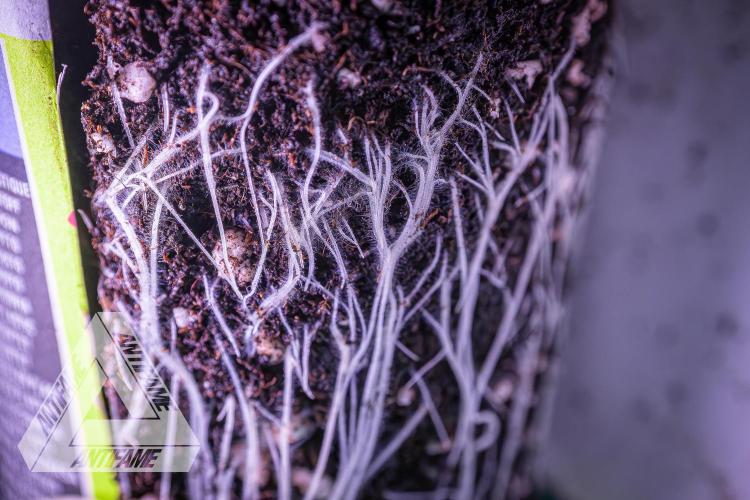 IZI SEEDS - Grandpa Zombie genetics femR. Week 3