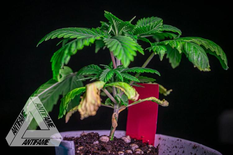 IZI SEEDS - Grandpa Zombie genetics femR. Week 3