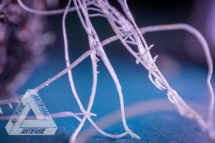 IZI SEEDS - Grandpa Zombie genetics femR. Week 3