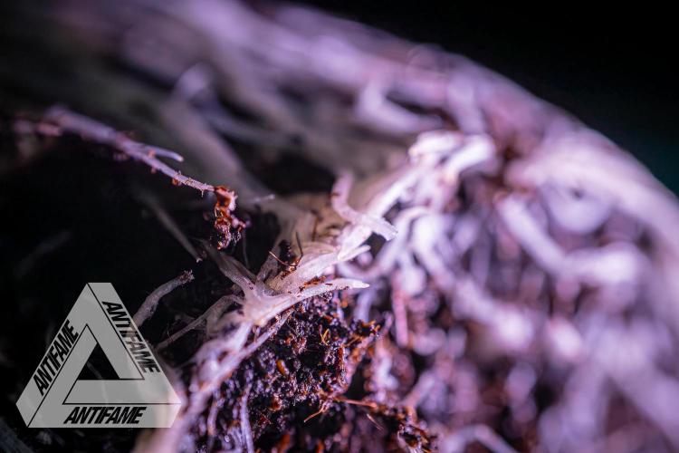 IZI SEEDS - Grandpa Zombie genetics femR. Week 3