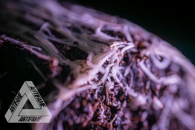 IZI SEEDS - Grandpa Zombie genetics femR. Week 3