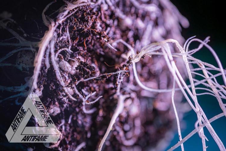 IZI SEEDS - Grandpa Zombie genetics femR. Week 3