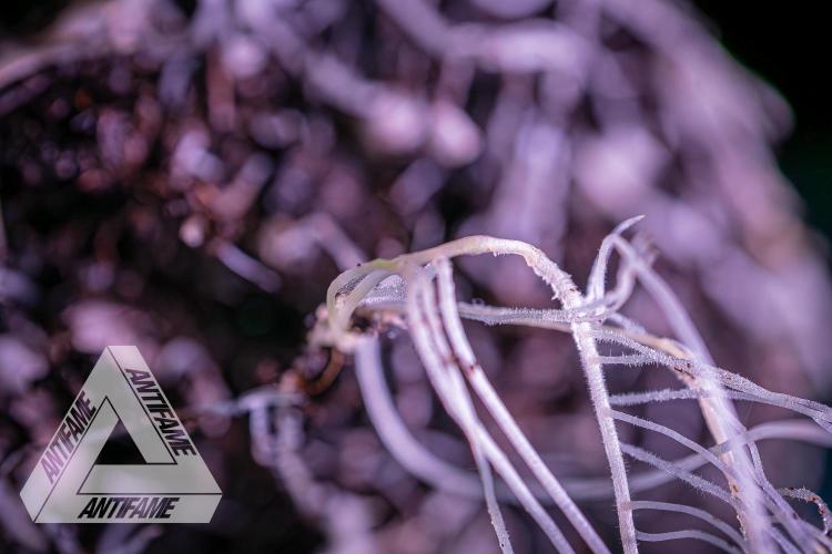 IZI SEEDS - Grandpa Zombie genetics femR. Week 3