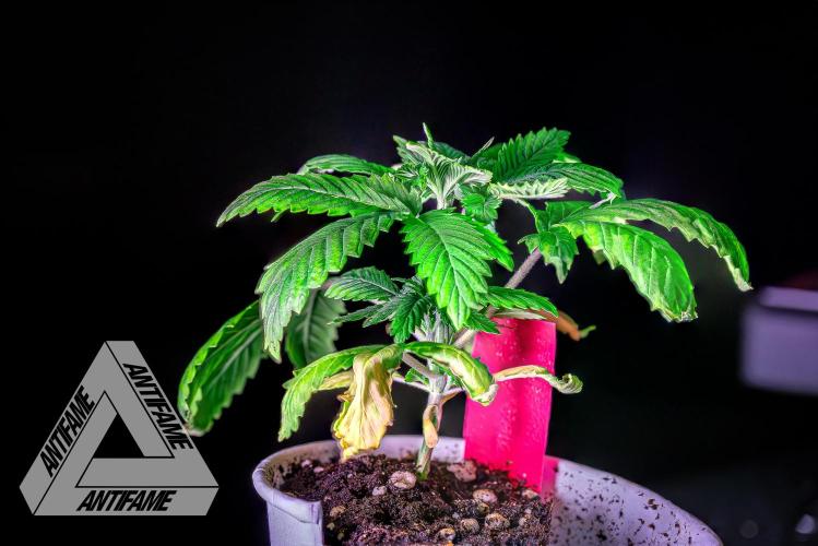 IZI SEEDS - Grandpa Zombie genetics femR. Week 3