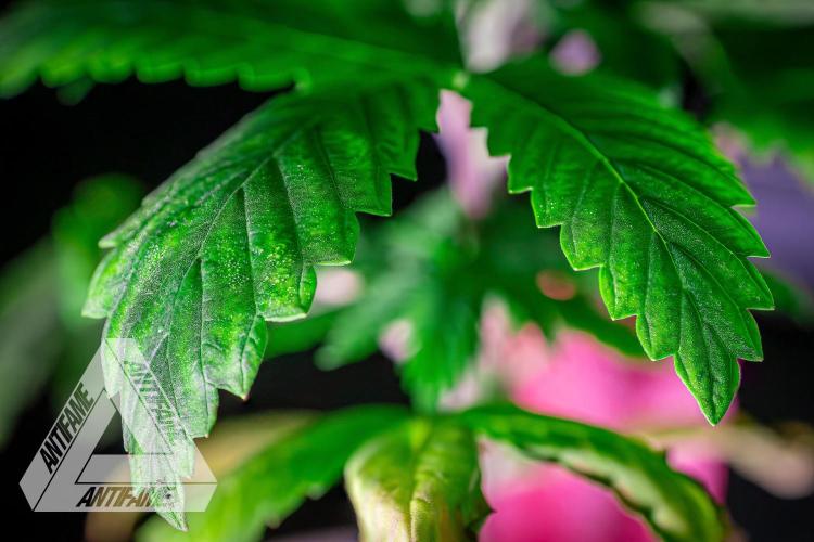 IZI SEEDS - Grandpa Zombie genetics femR. Week 3