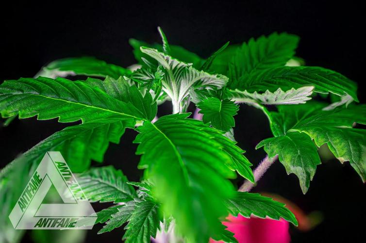 IZI SEEDS - Grandpa Zombie genetics femR. Week 3