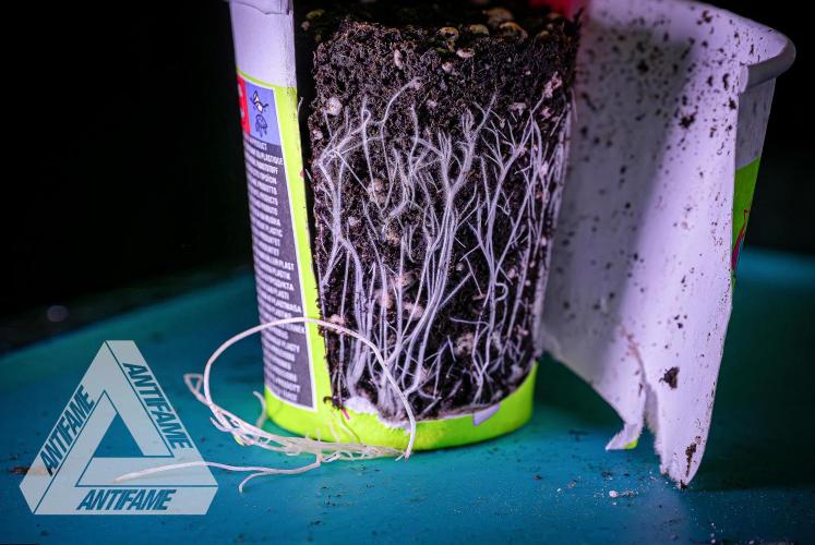 IZI SEEDS - Grandpa Zombie genetics femR. Week 3