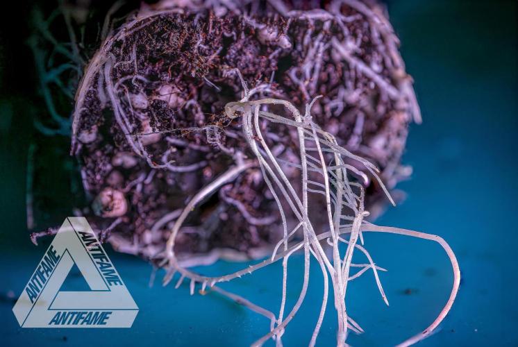 IZI SEEDS - Grandpa Zombie genetics femR. Week 3