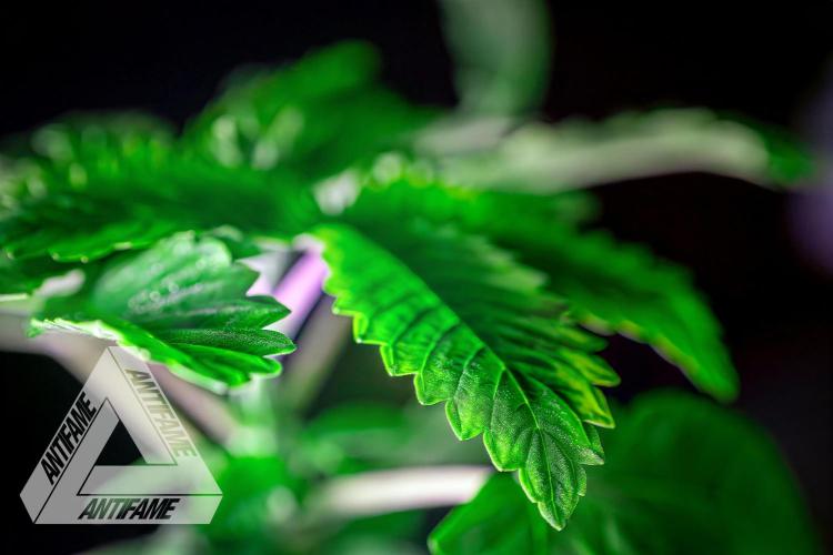 IZI SEEDS - Grandpa Zombie genetics femB. Week 3