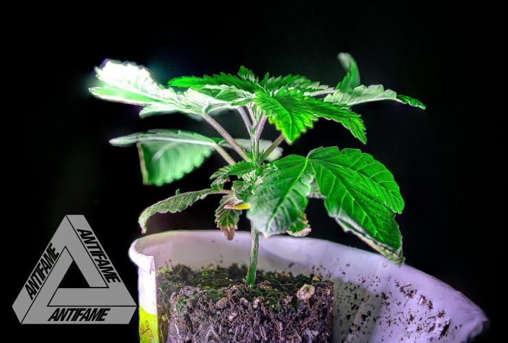 IZI SEEDS - Grandpa Zombie genetics femB. Week 3