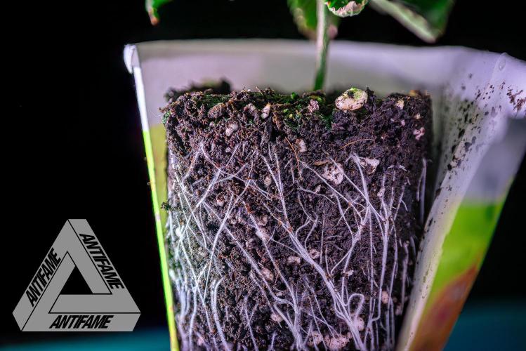 IZI SEEDS - Grandpa Zombie genetics femB. Week 3