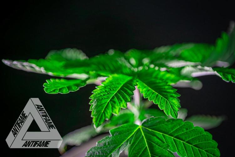 IZI SEEDS - Grandpa Zombie genetics femB. Week 3