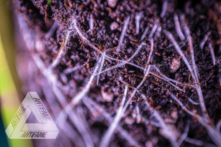 IZI SEEDS - Grandpa Zombie genetics femB. Week 3