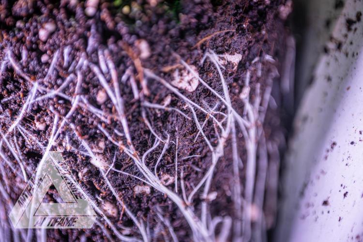 IZI SEEDS - Grandpa Zombie genetics femB. Week 3