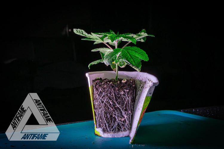 IZI SEEDS - Grandpa Zombie genetics femB. Week 3