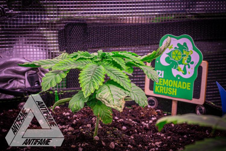 IZI SEEDS - Grandpa Zombie genetics femB. Week 3