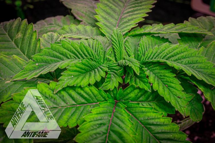 IZI SEEDS - Grandpa Zombie genetics femB. Week 3